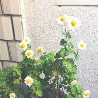 择天修仙录手游测试版下载